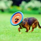 Sally und die Frisbee