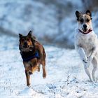 Sally und Pünktchen im Schnee