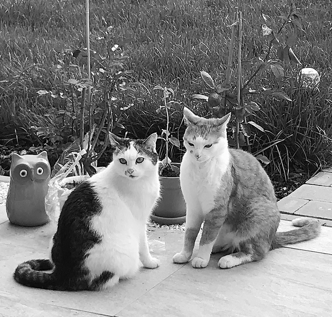 Sally und Sammy Foto & Bild sommer, natur, katze Bilder auf