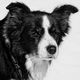 BORDER COLLIES