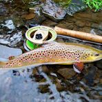 Salmo Trutta Vario