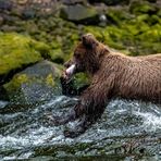 Salmon catch Alaska