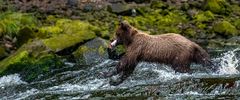 Salmon catch Alaska