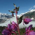 Salmon Glacier