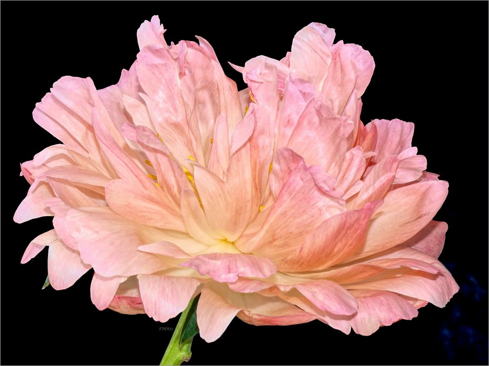 Salmon pink peony