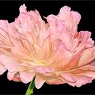 Salmon pink peony