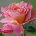 SALMON ROSE