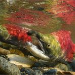 Salmon Run