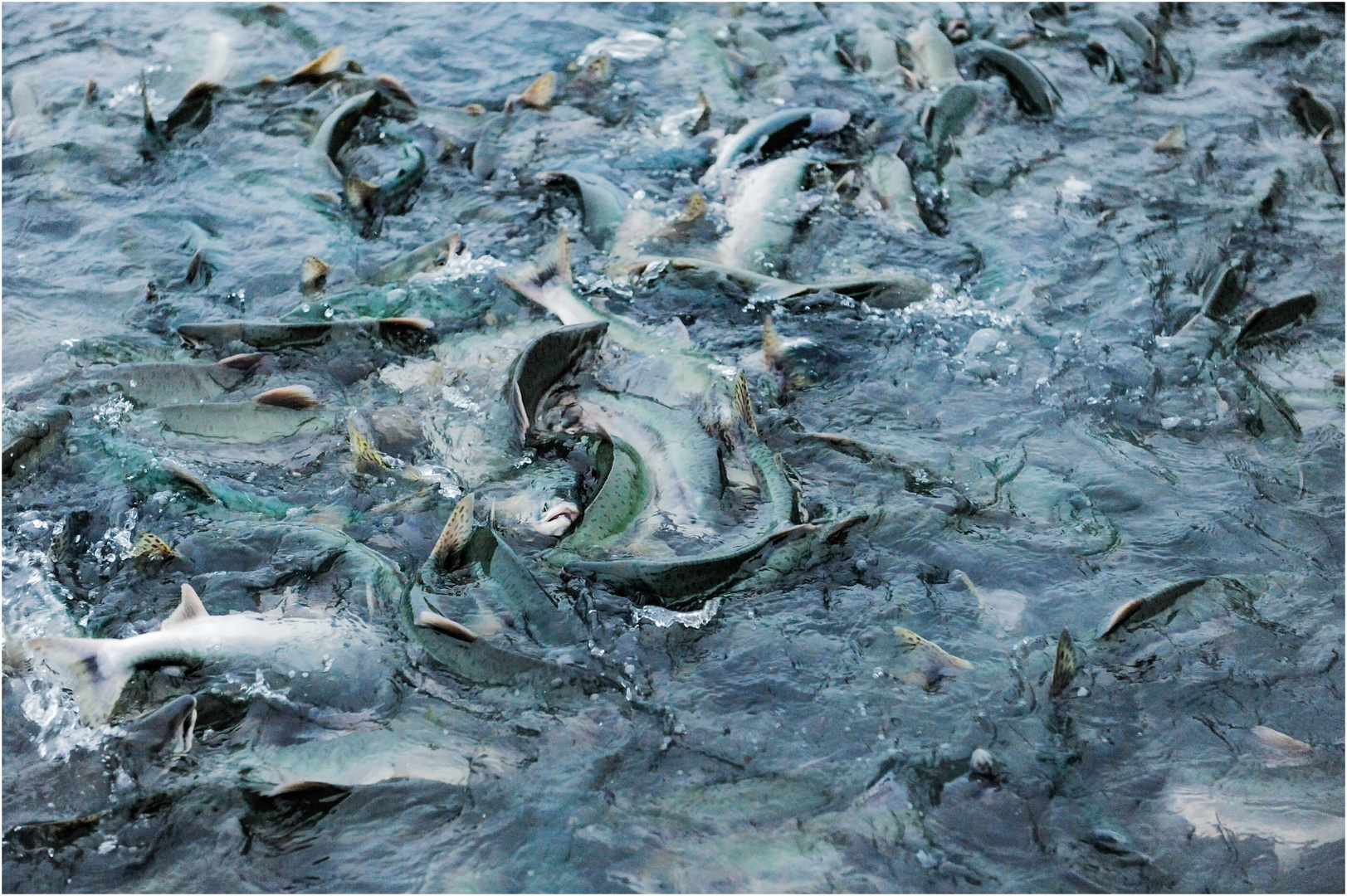 Salmon Run bei Valdez, Alaska 2009 Foto & Bild north america, united