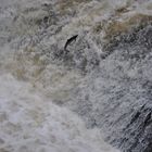 Salmon run River Dee Scotland