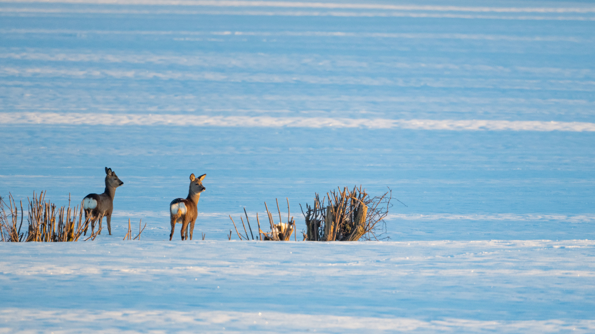 Salmorth – Frost und Hochwasser 1