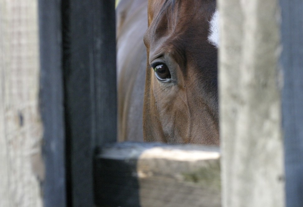 Salome im Paddock - 2006-06-12