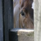 Salome im Paddock - 2006-06-12