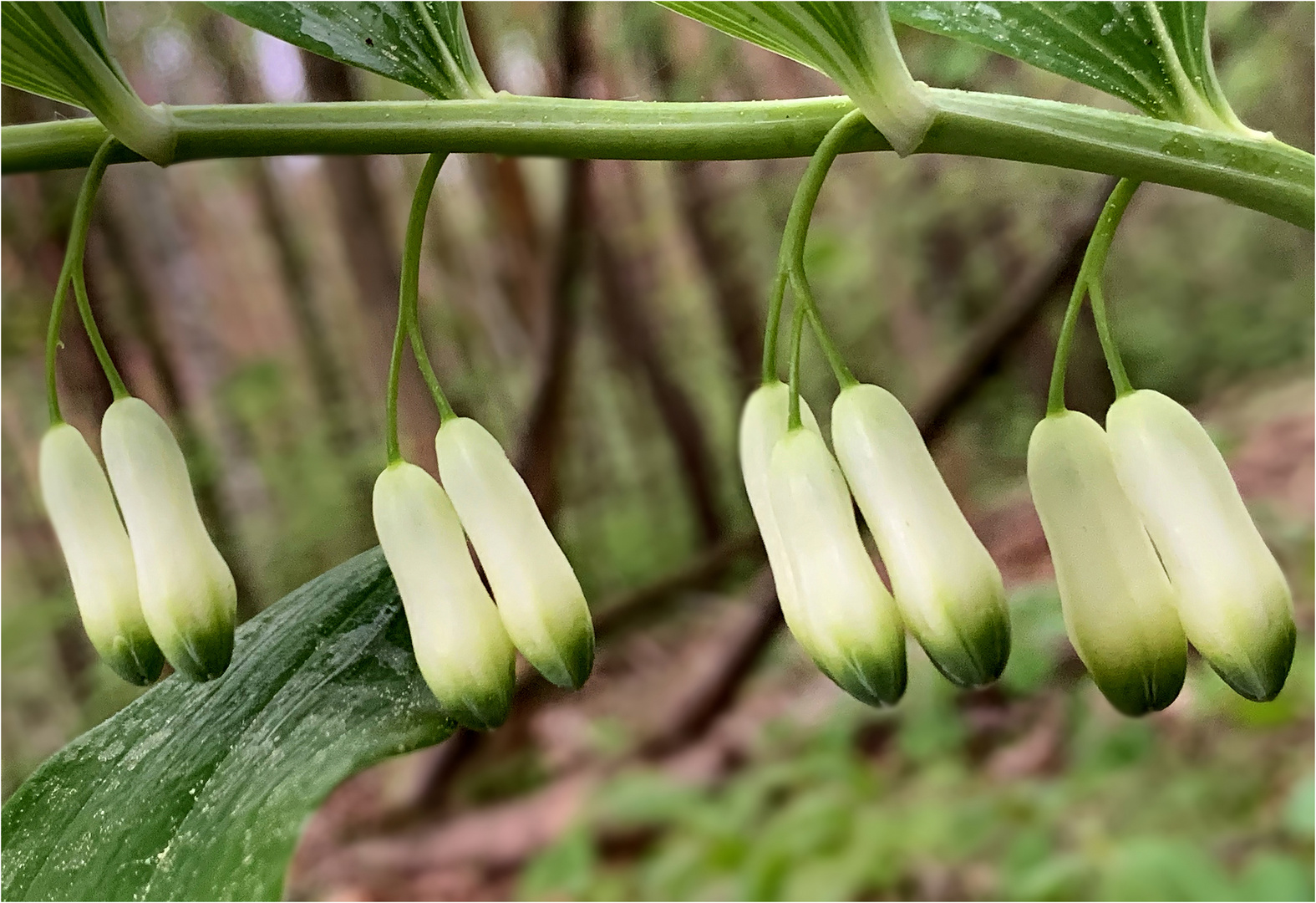 Salomonsiegel (Polygonatum odoratum)