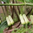 Salomonsiegel (Polygonatum odoratum)