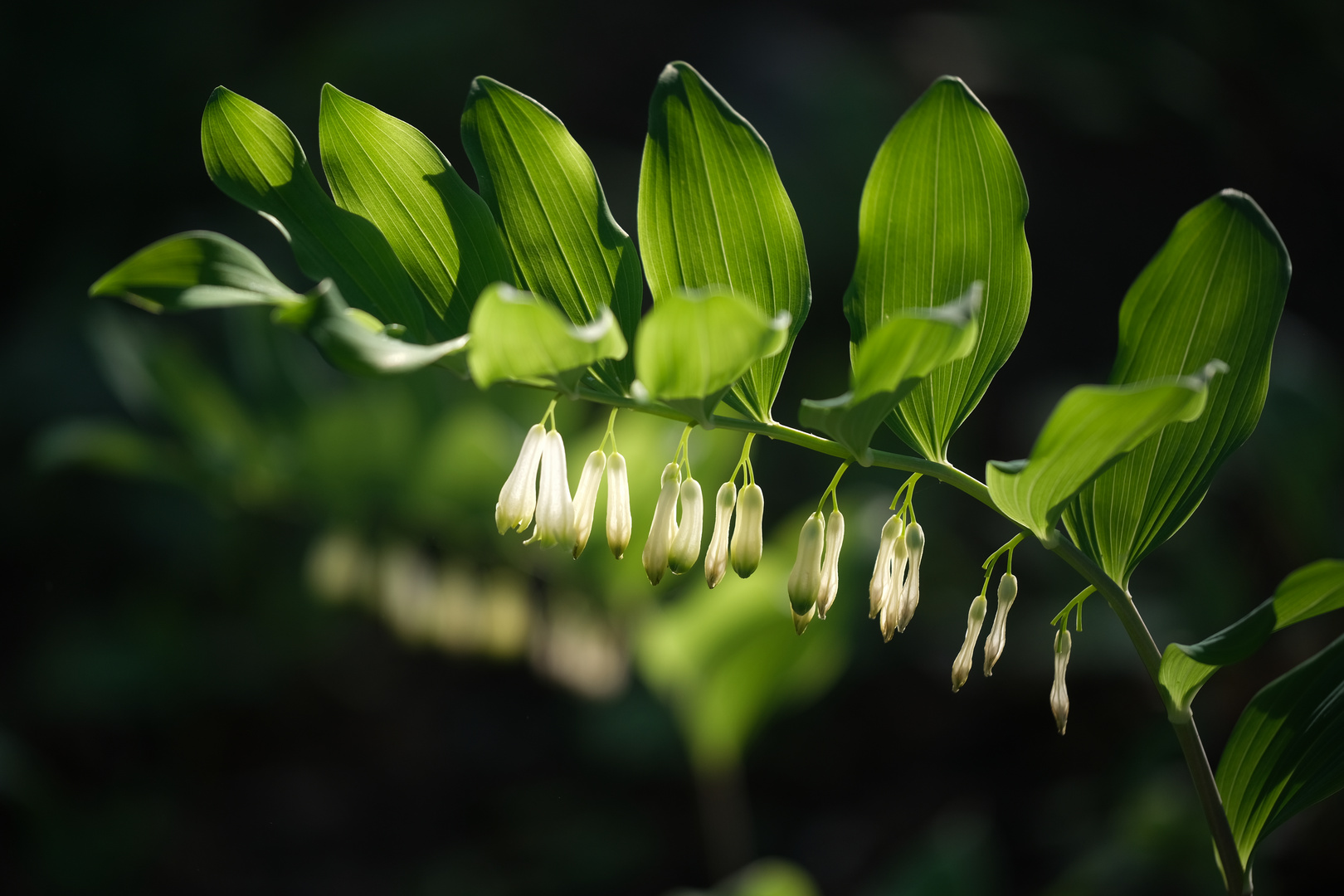 Salomonsiegel (Polygonatum odoratum)