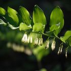 Salomonsiegel (Polygonatum odoratum)