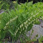 Salomonssiegel - Polygonatum multiflorum