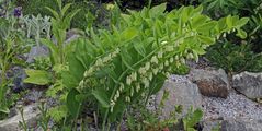 Salomonssiegel - Polygonatum multiflorum