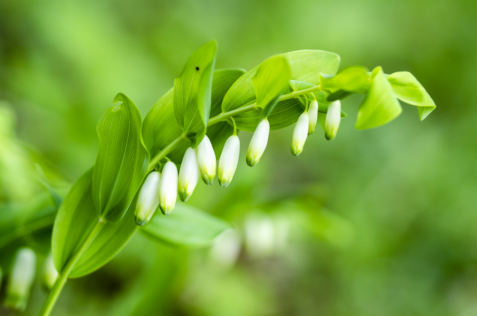 Salomonssiegel (Polygonatum odoratum)