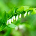 Salomonssiegel (Polygonatum odoratum)