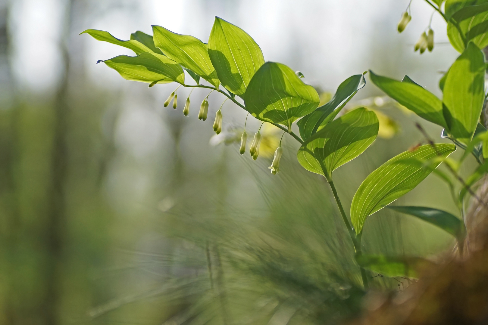 Salomonssiegel (Polygonatum odoratum)