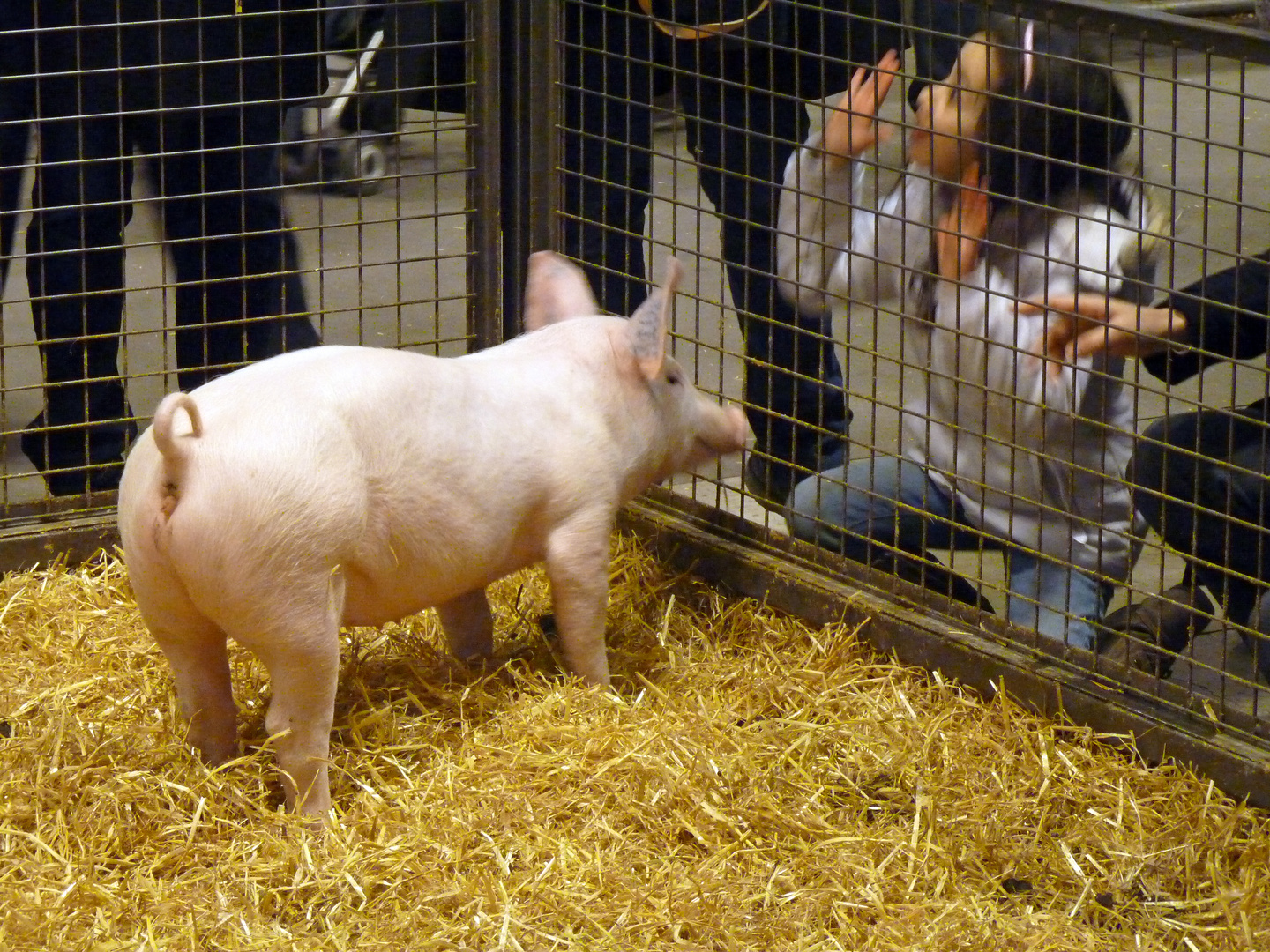 salon de l'agriculture Paris 2013 - 2 ©