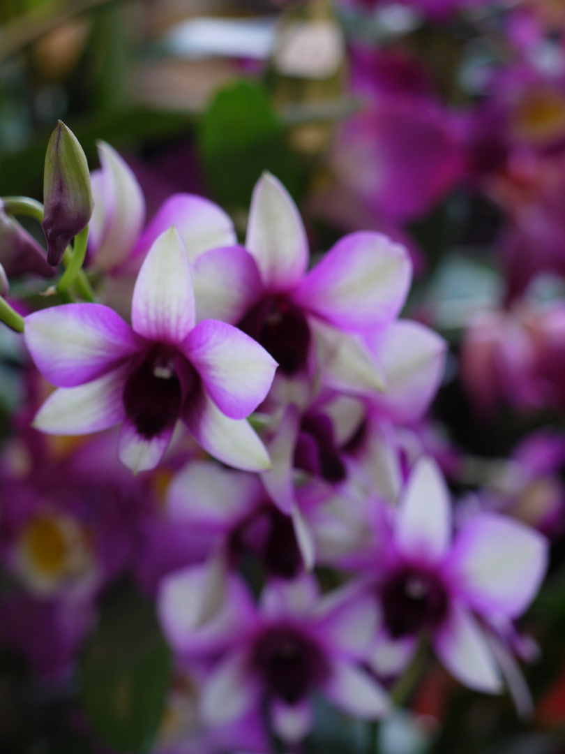 salon des orchidées