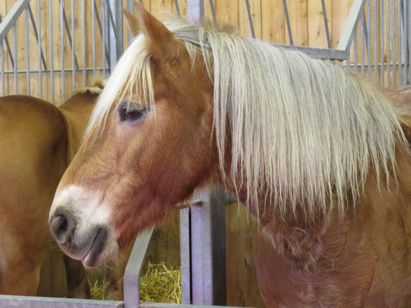 Salon du cheval