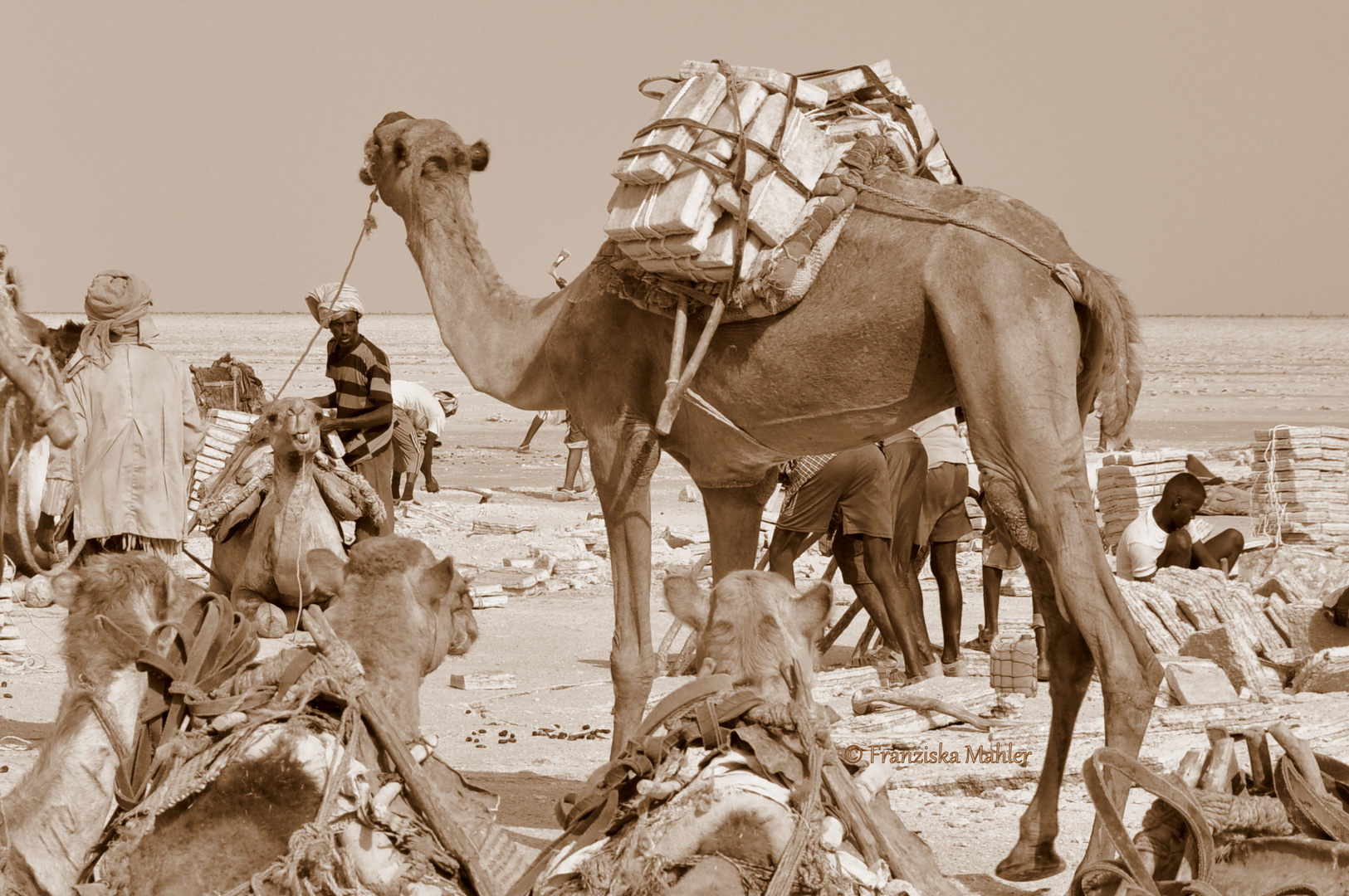 Salt caravans of Danakil