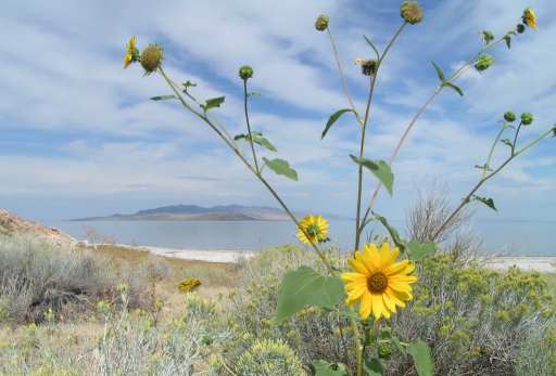 Salt Lake - Antelope Island