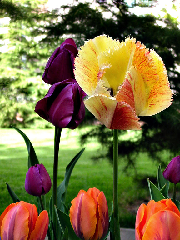 Salt Lake in Tulips, no. 3