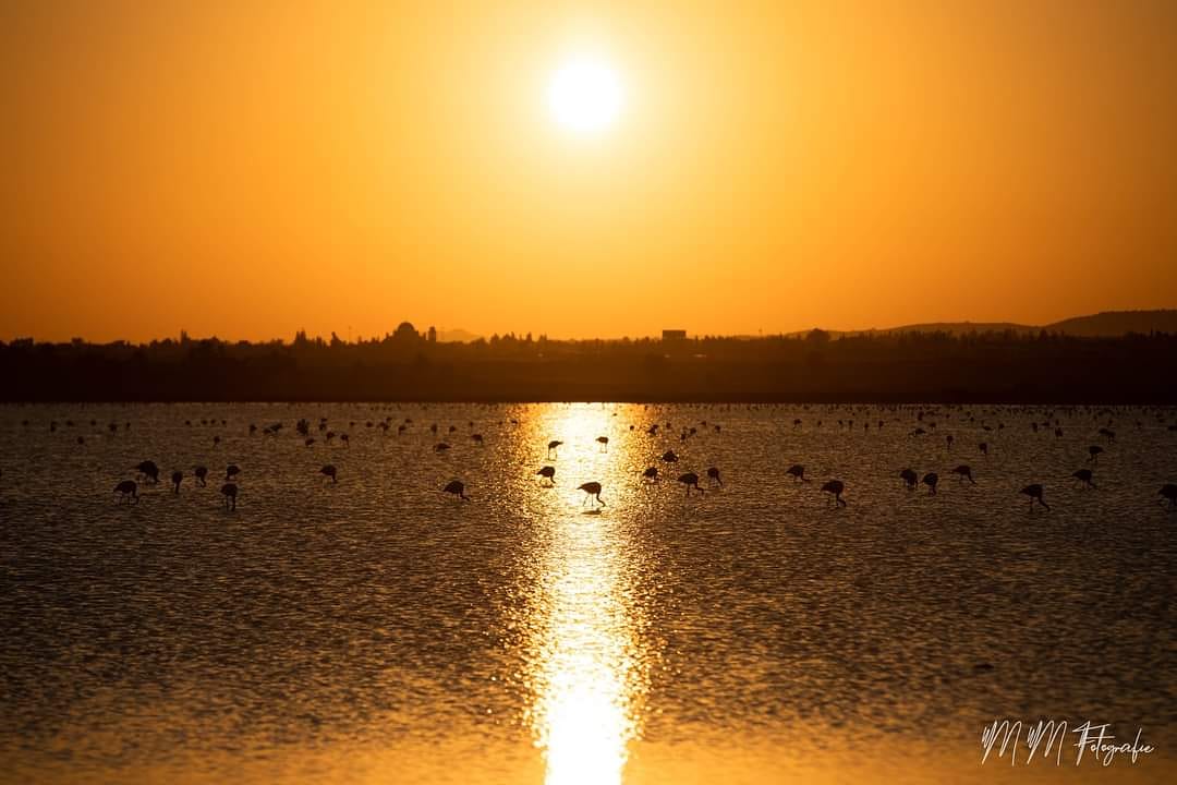 Salt Lake Larnaca 