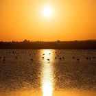 Salt Lake Larnaca 