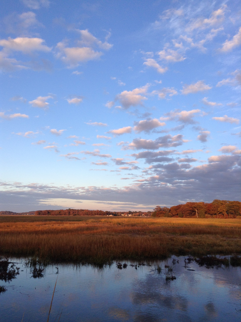 Salt Marsh