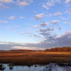 Salt Marsh