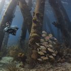 Salt Pier Bonaire Apnoe