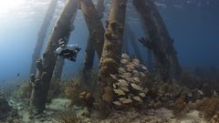 Salt Pier Bonaire Apnoe