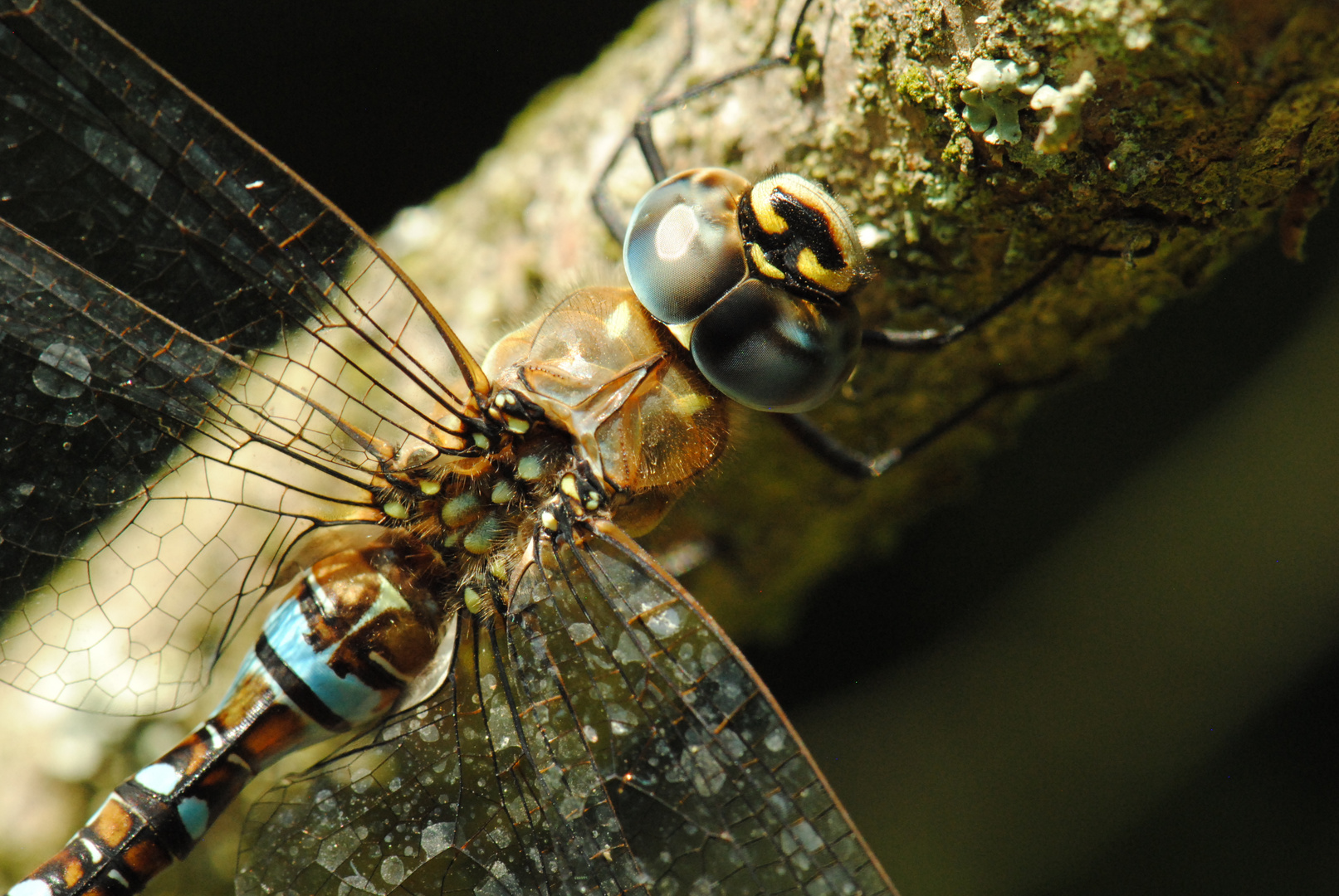 ~ Salt-Winged Anchor ~ (Aeshna mixta)