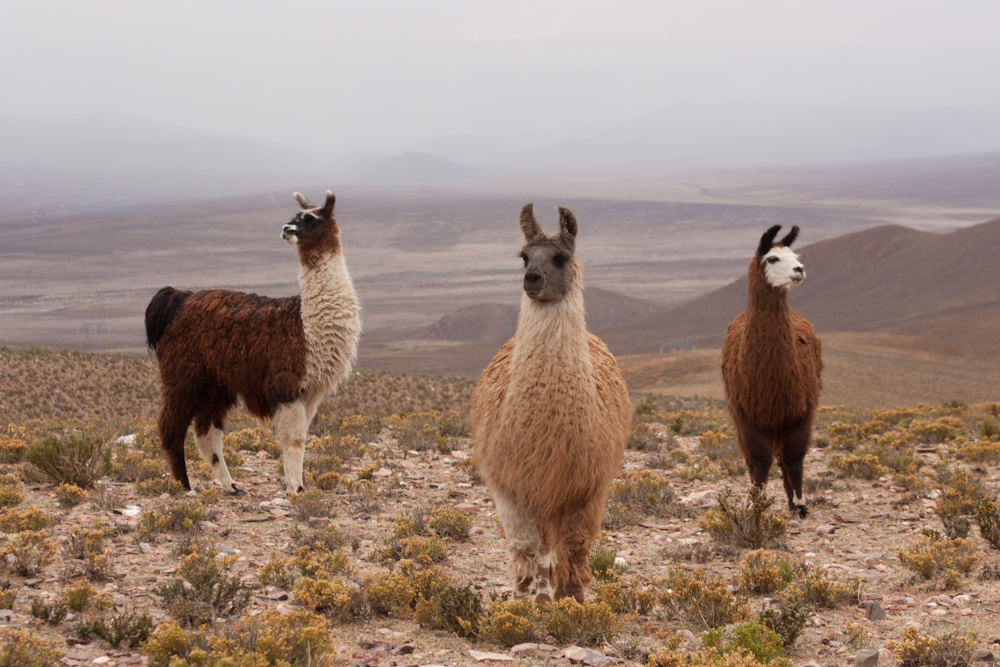 Salta, Argentina