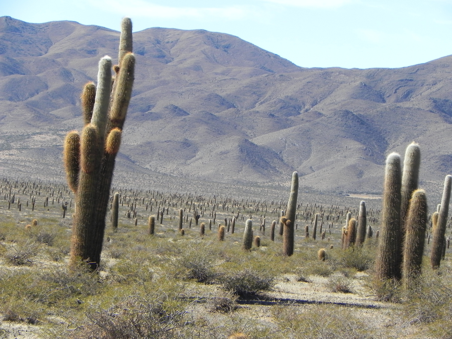 Salta - El valle encantado -