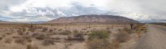 Salta - Parque Nacional Los Cardones