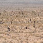 Salta - Parque Nacional Los Cardones