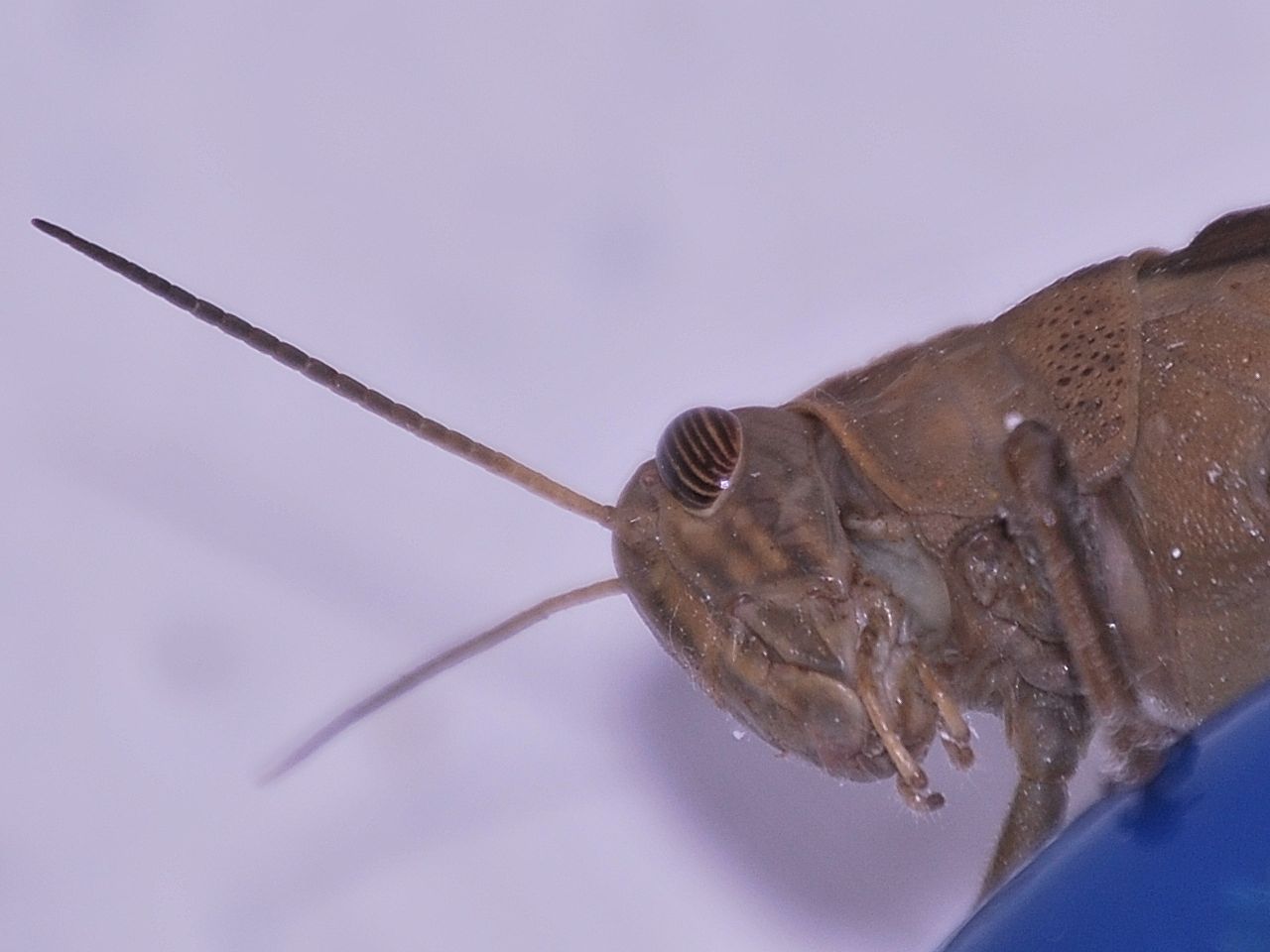 saltamontes