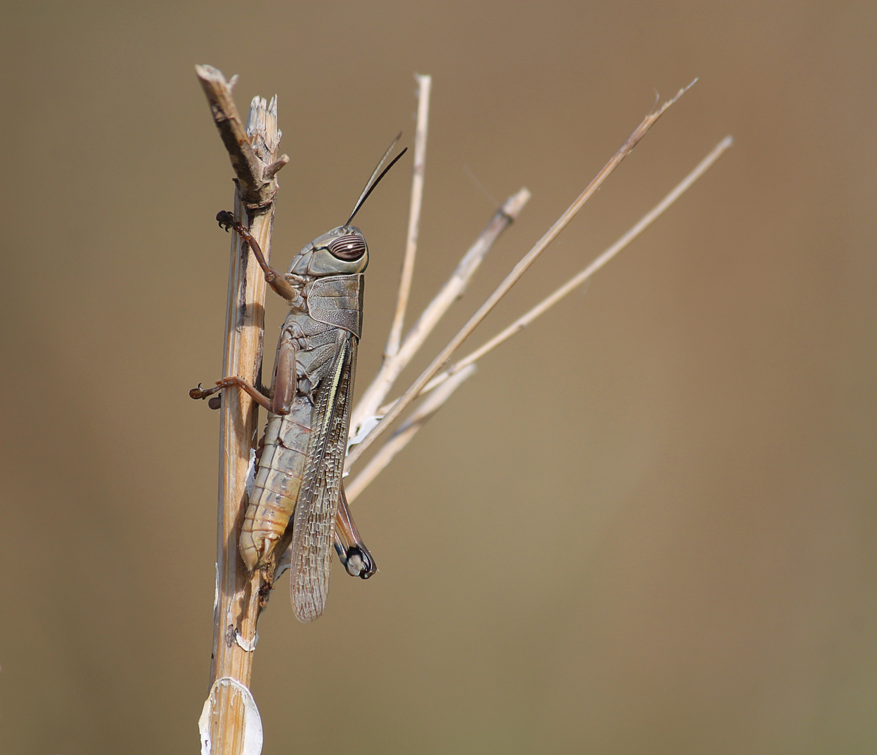 Saltamontes