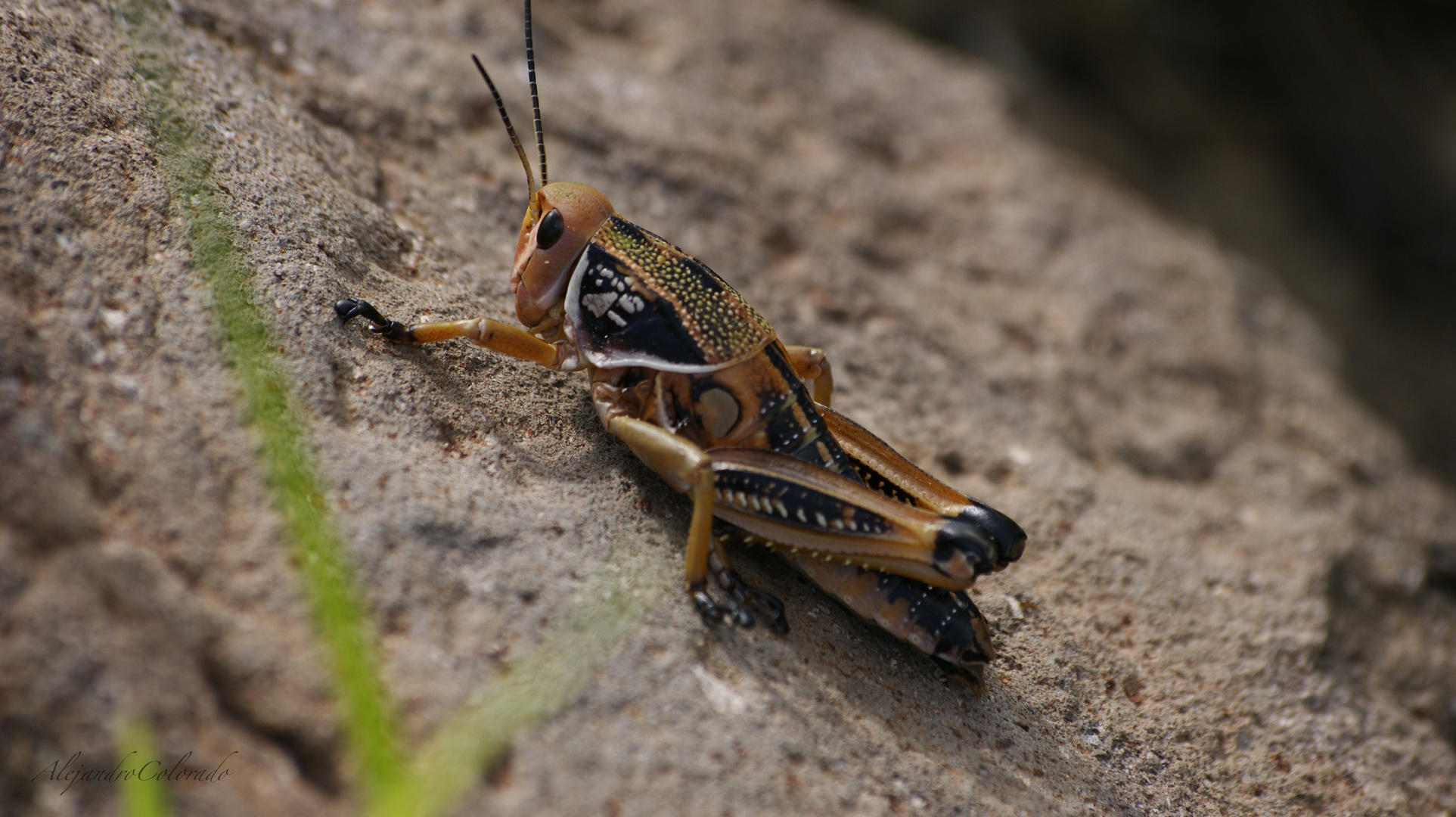 Saltamontes