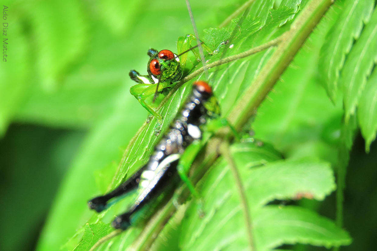 Saltamontes