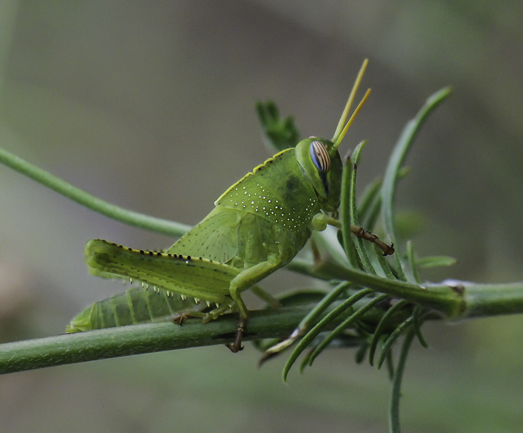 Saltamontes