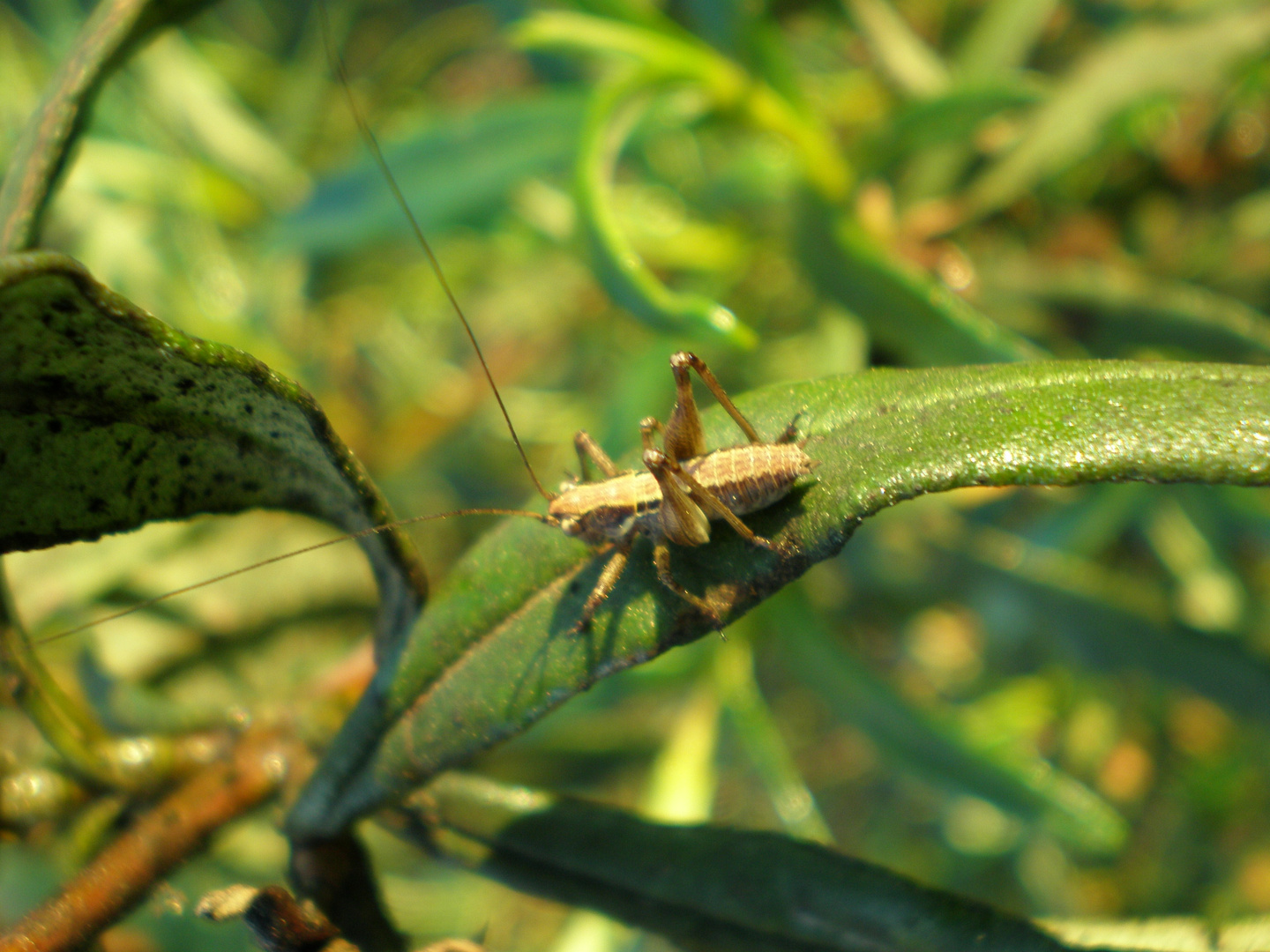 Saltamontes