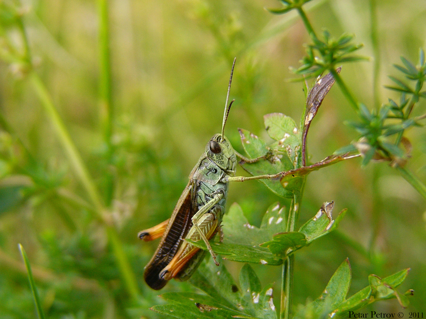 Saltamontes